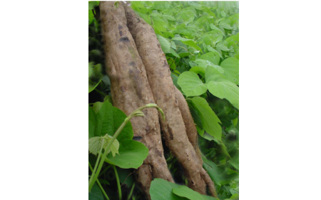 吃了這么多年的野生葛根粉，你吃對(duì)了嗎？