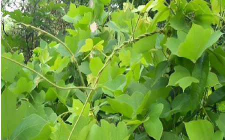 七夕寵妻狂魔就選它！二月風(fēng)雙有機(jī)野生葛根粉，健康又有文化味 