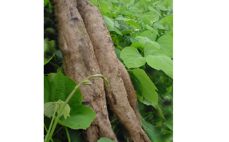 長(zhǎng)期吃葛粉是養(yǎng)生還是傷身？科學(xué)解讀它的三大益處，讓你吃得更明白！