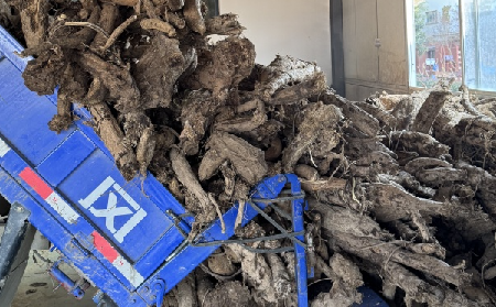 霜降采葛正當(dāng)時(shí)！二月風(fēng)大量收購霜降葛根，以匠心護(hù)品質(zhì)、以產(chǎn)業(yè)助增收